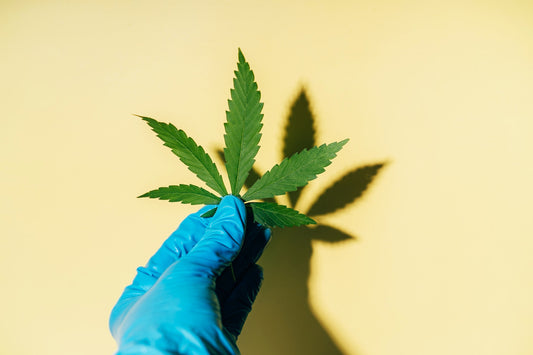 En mand med en haske holder et cannabis blad