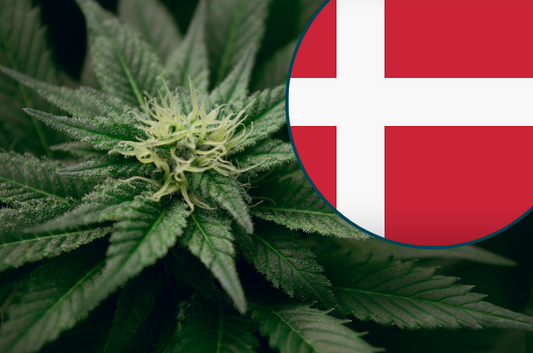 Danmark gør medicinsk cannabis permanent – et historisk skridt mod naturlig sundhed og velvære