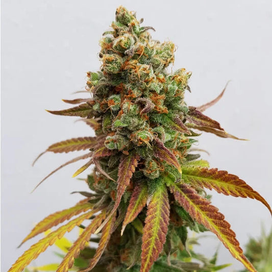 Special Queen #1 Cannabis frø